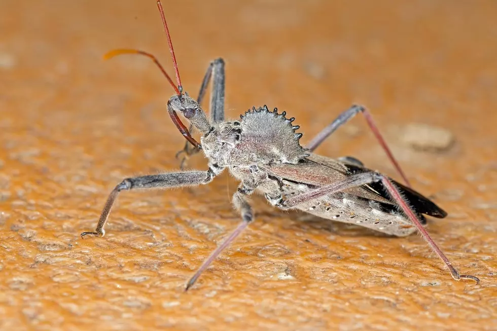 Do These Nasty Little Bugs Live in Colorado? We Hope Not