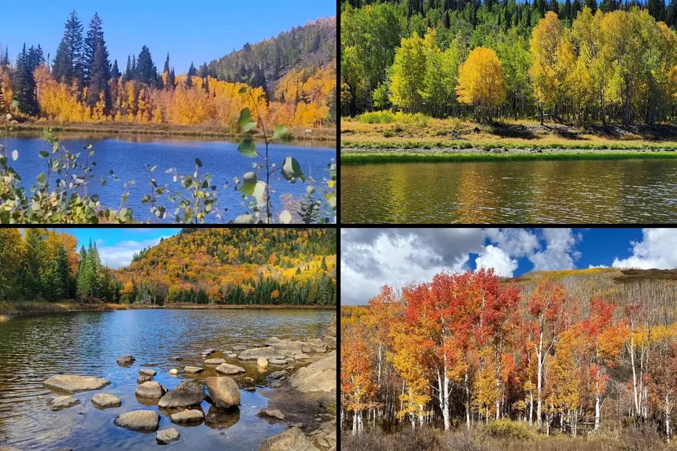 We Asked Grand Junction to Show Off Your Colorful Colorado Trees