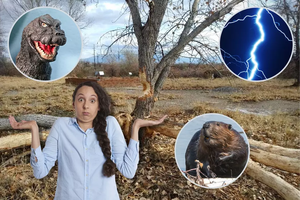 What Happened To This Tree on Grand Junction's Audubon Trail?