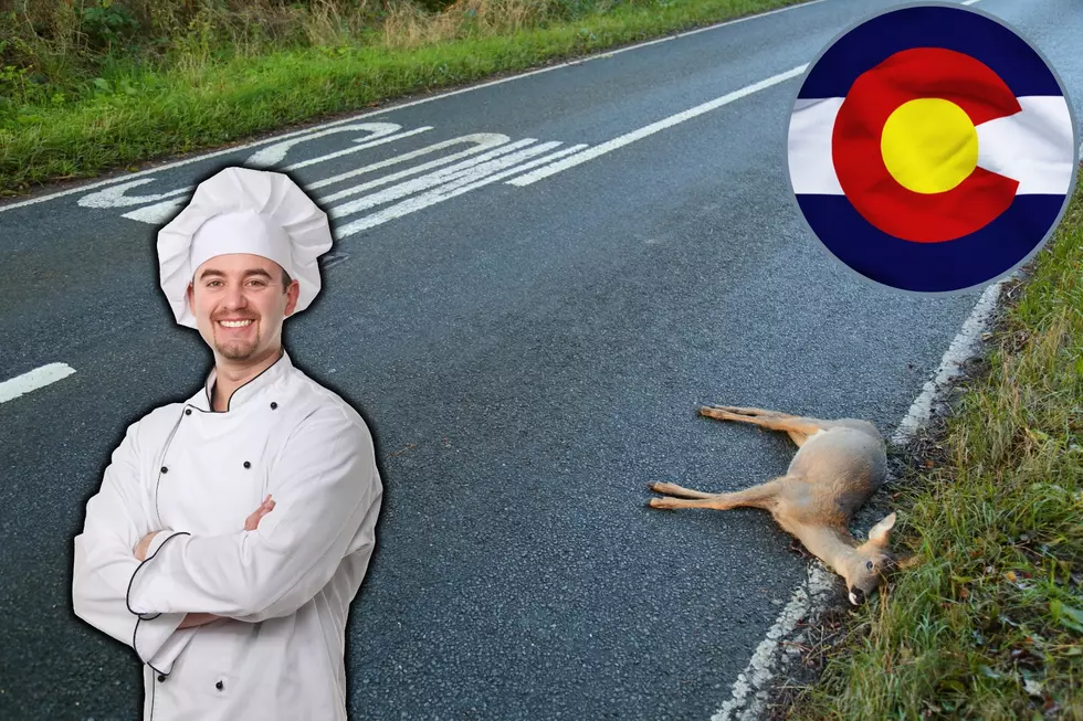 Is It Legal to Keep Roadkill in Colorado?