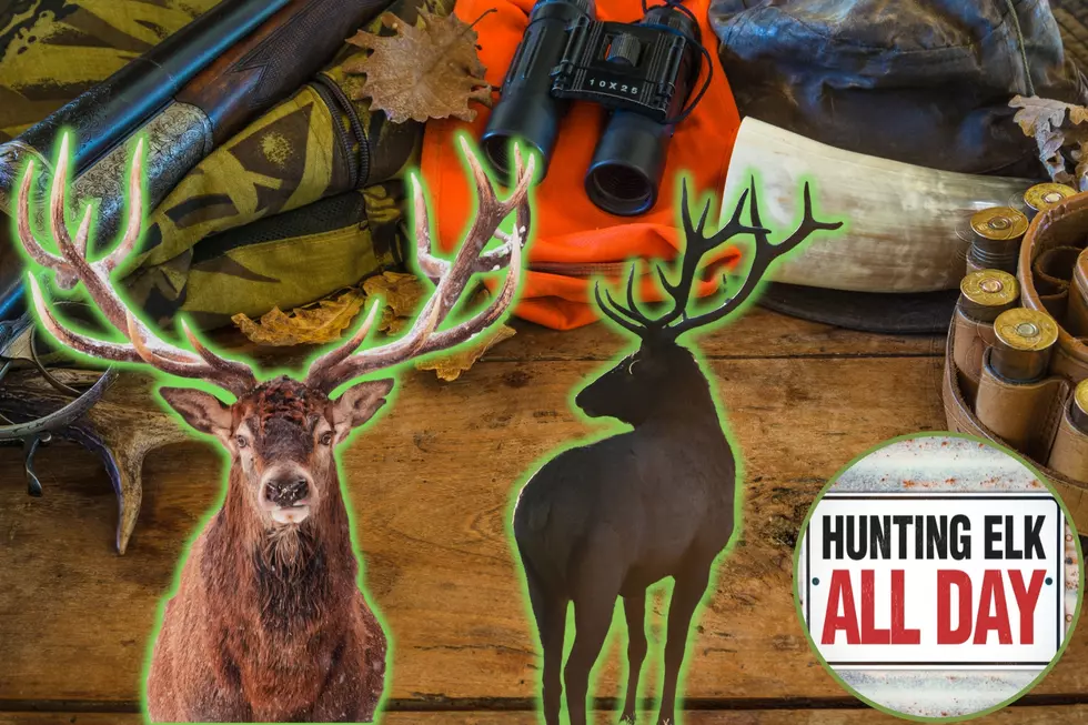 When Can You Hunt Elk in Colorado?