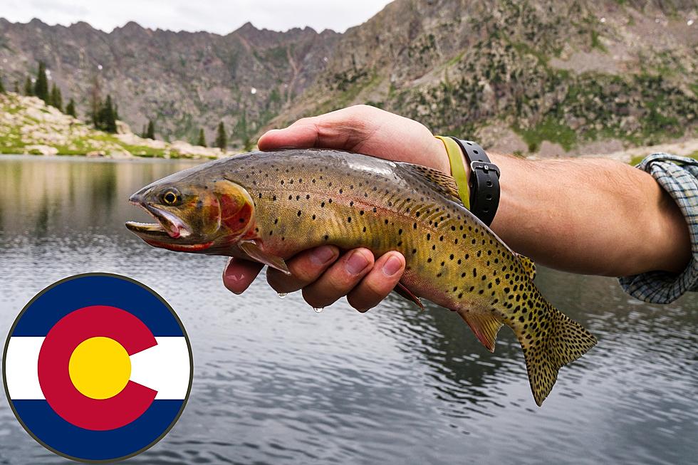 Colorado Parks and Wildlife Has Your 2023 Fishing License Available Now