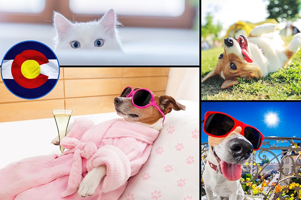 20 Perfect Pet Names Inspired By the State of Colorado