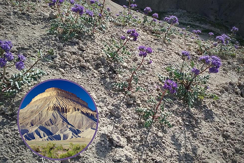 This Western Colorado &#8216;Flower&#8217; Will Interrupt Your Day Something Fierce
