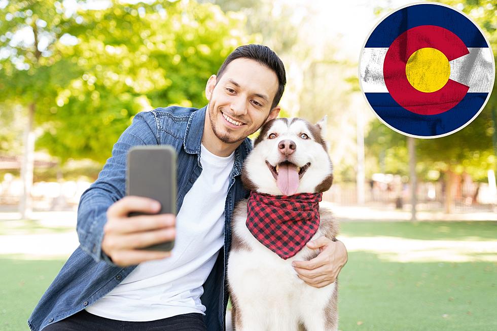 Colorado Dog Ownership: Licensing, Leash Laws, and Restrictions