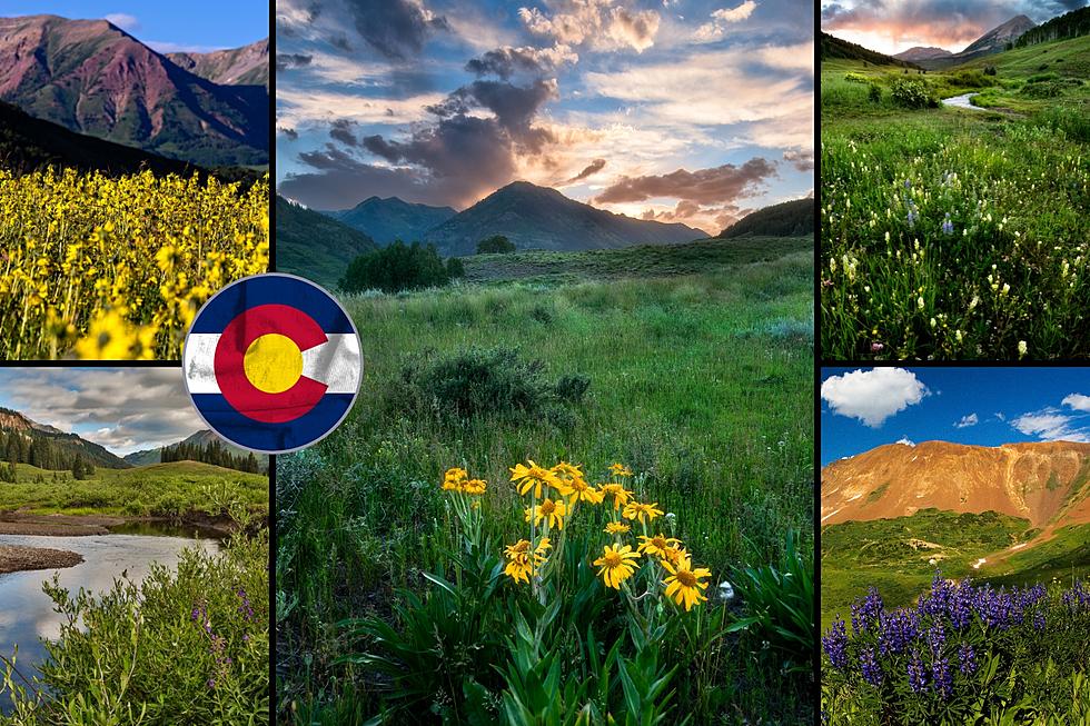 It's looking like a very good year for wildflowers in Colorado