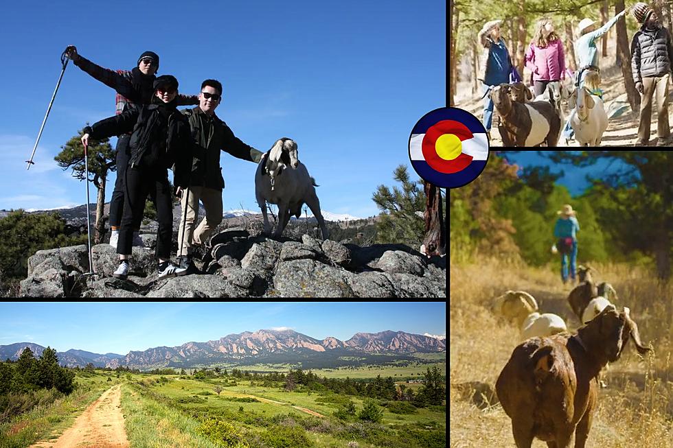 Follow These Fun Goat Guides Up Colorado's Old Miners' Trail