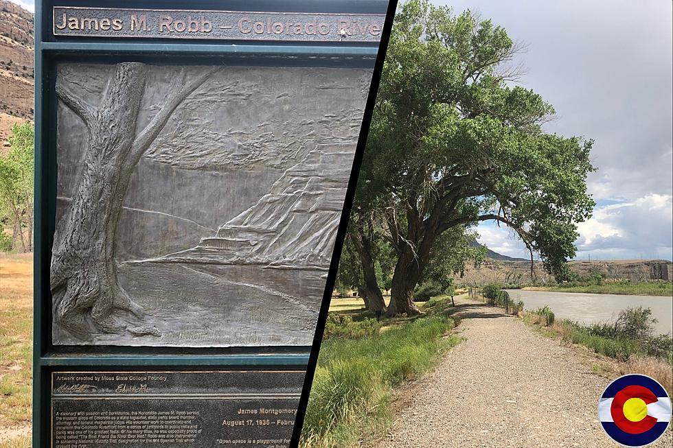 Witness the Size of One of Colorado&#8217;s Oldest and &#8216;Most-Giant&#8217; Trees