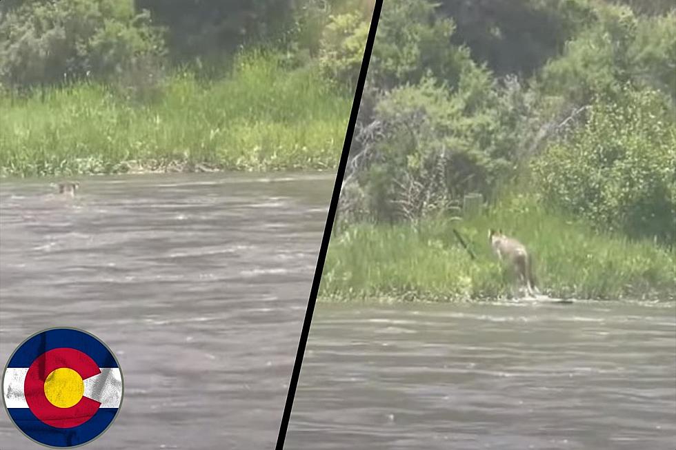 Watch this Colorado Mountain Lion Swim Across the Eagle River in Gypsum