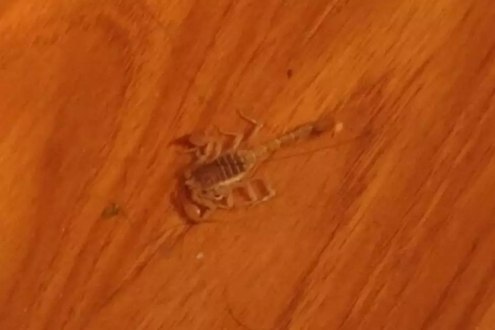 Scorpion Found In Waylon's House