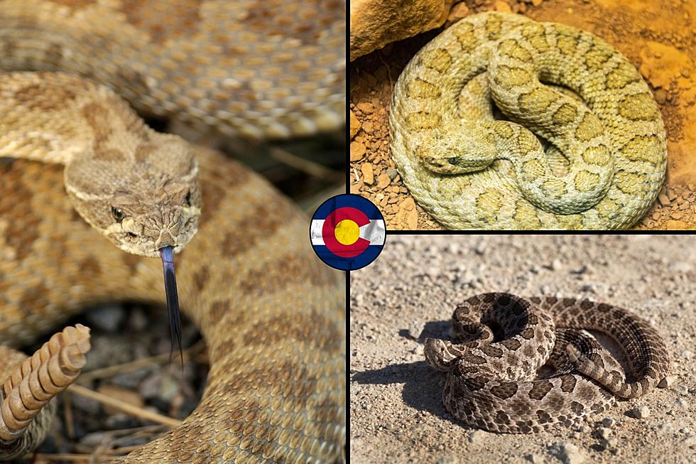 Colorado&#8217;s Top 3 Largest and Most Dangerous Snakes