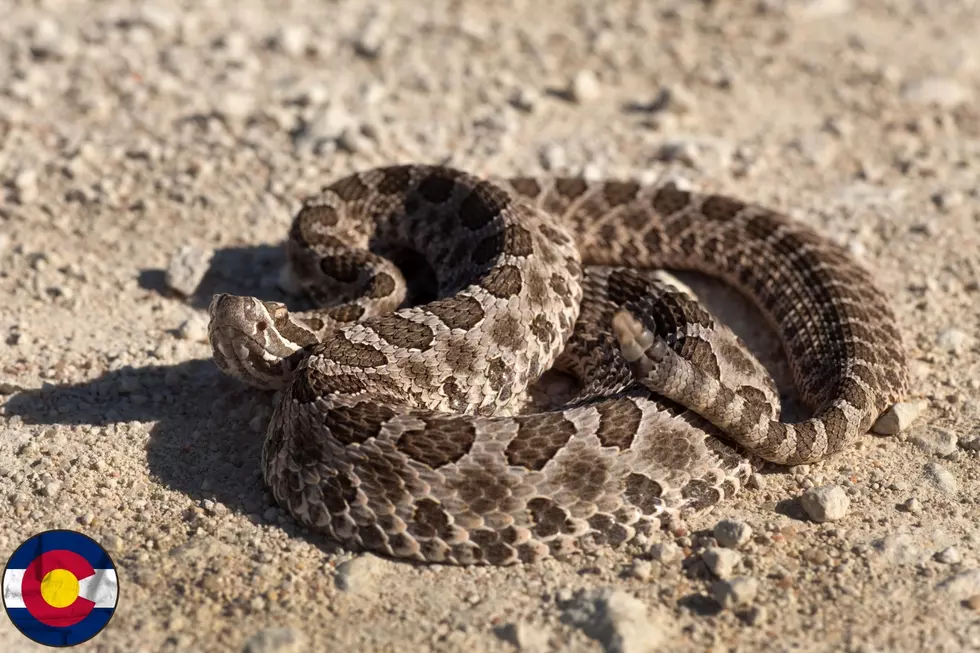 9 snakes you could encounter while in Colorado.