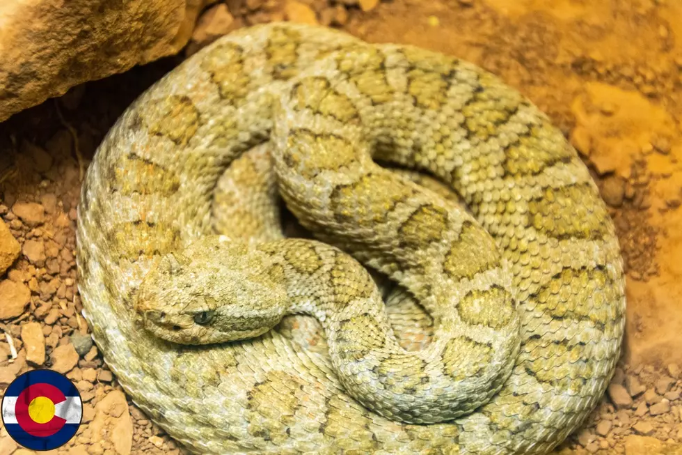 9 snakes you could encounter while in Colorado.