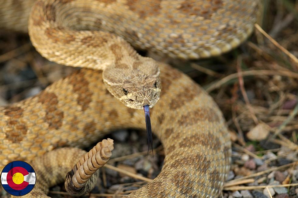 9 snakes you could encounter while in Colorado.