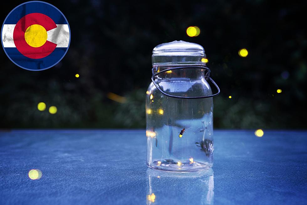 Six Places You Can Still Find Firefly Viewing in Colorado