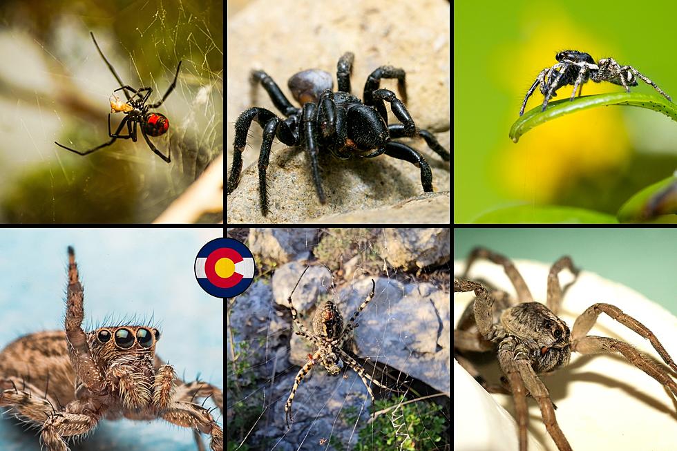 Don't Get Bit: 12 Venomous Spiders You May Run Into In Colorado