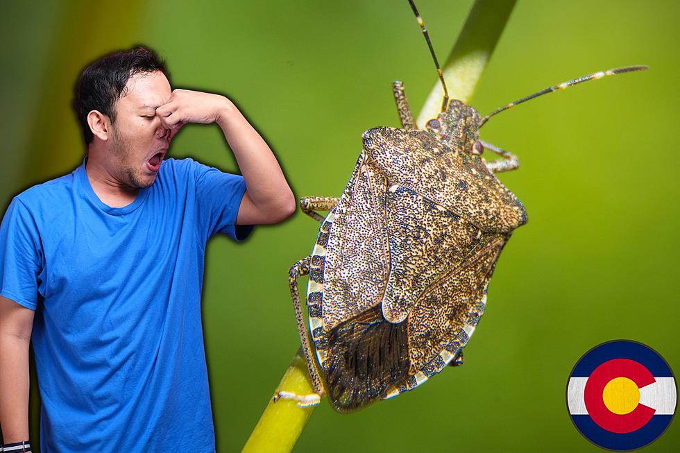 Stink Bug Season Is Back In Colorado: How To Defend Your Home