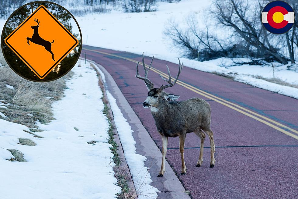 8 Colorado Highways Considered &#8216;High Risk&#8217; Places You Might Hit a Deer