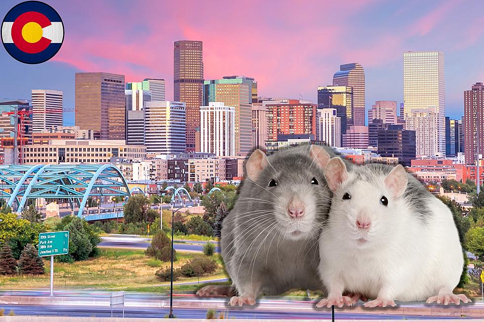 Colorado City Lands on &#8216;Rattiest Cities in the United States&#8217; List