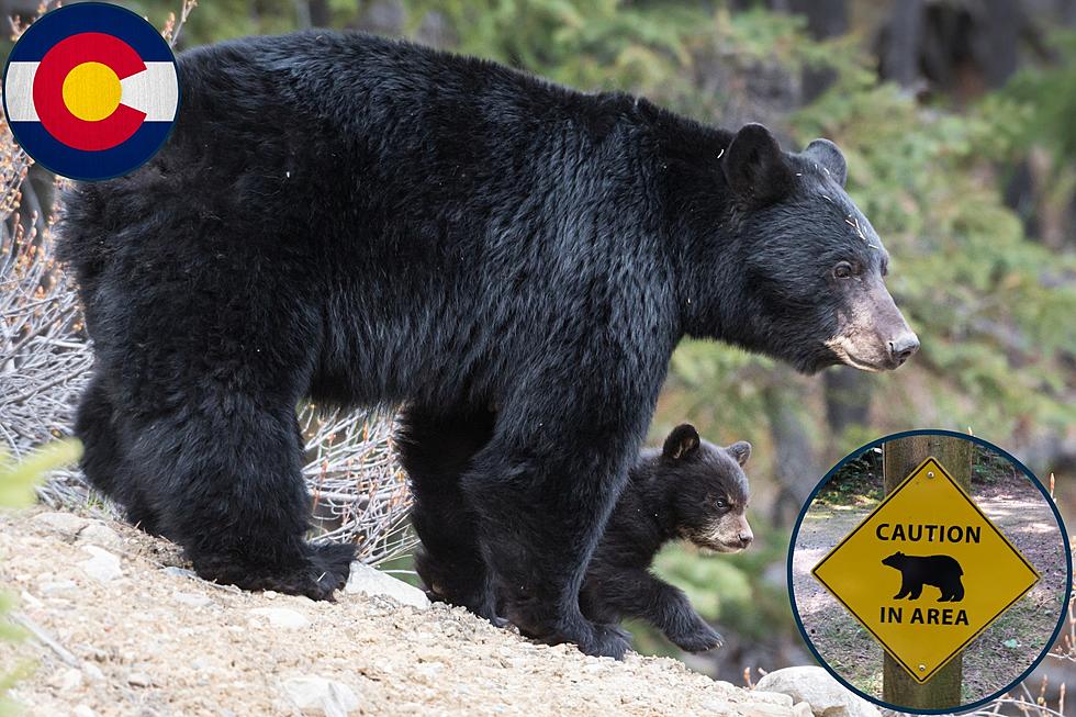 10 Colorado Counties with the Highest Number of Bear Sightings 