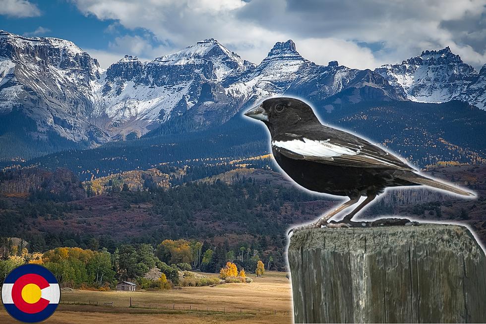 12 High Flying Facts About Colorado’s State Bird