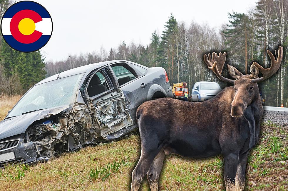 How To Handle A Wildlife Collision In Colorado: 6 Vital Steps