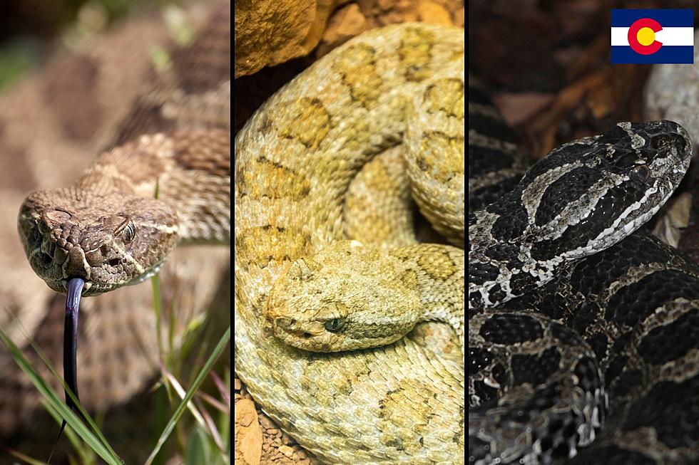 Three Dangerous Snakes on The Move in Colorado