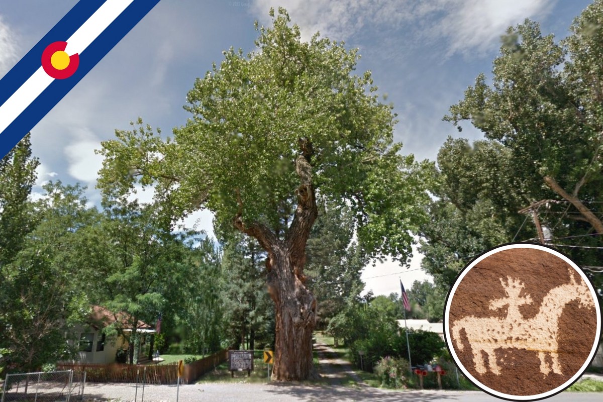 Utees Tree The Legacy Of Cottonwood Trees And Ute Culture In Colorado