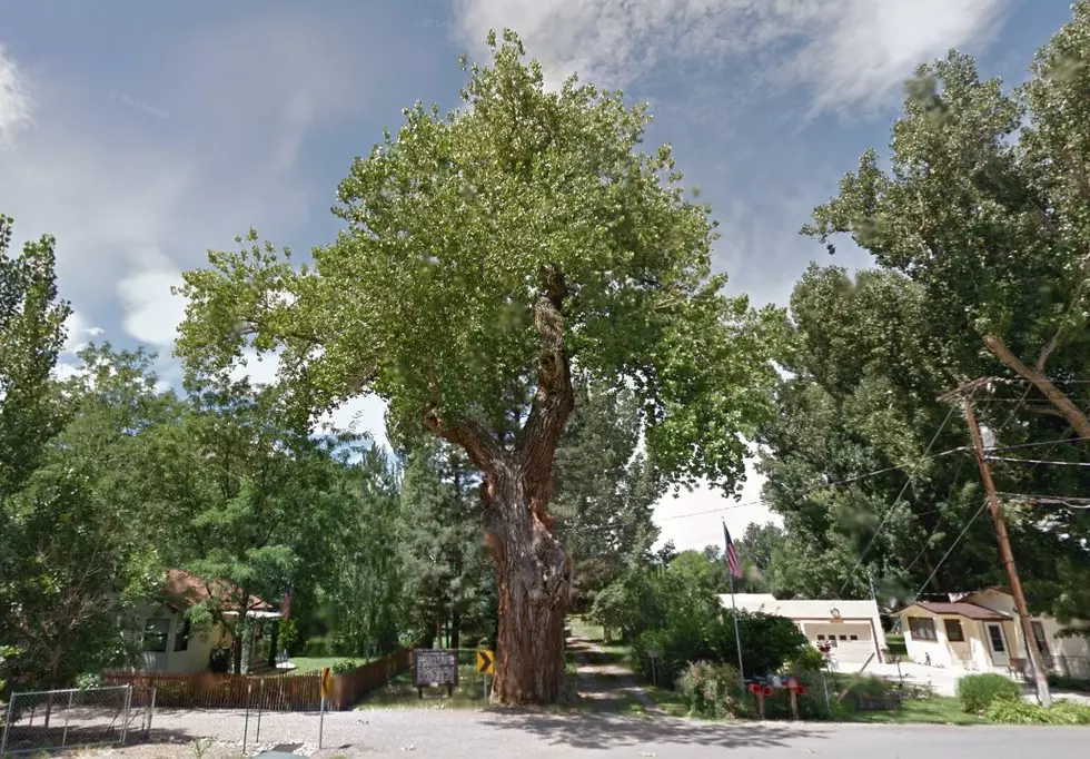 Ute Council Tree in Delta, Colorado