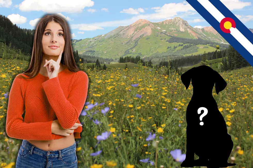 Do You Know What the State Dog of Colorado Is?