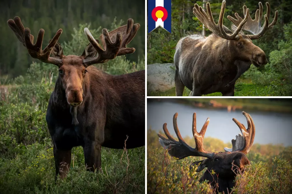 10 Facts You May Not Know About Moose on Colorado’s Grand Mesa