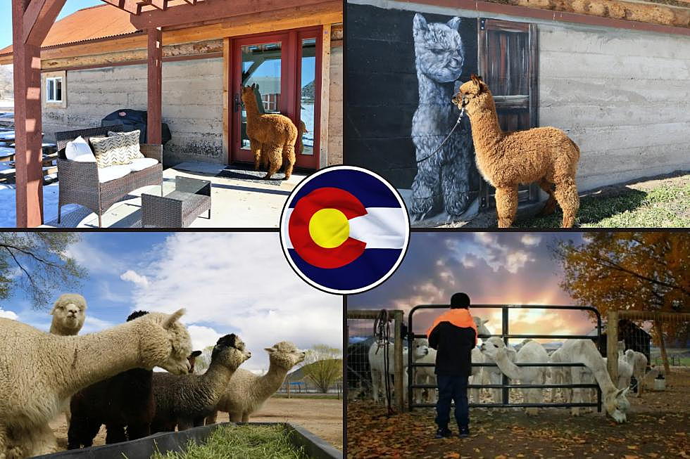 Enjoy A Night’s Stay Surrounded by Magical Colorado Alpacas
