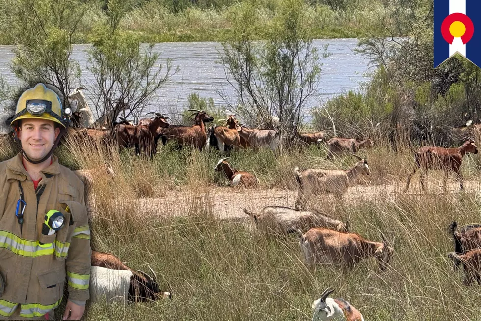 Hungry Goats Help Protect the Colorado River in Grand Junction
