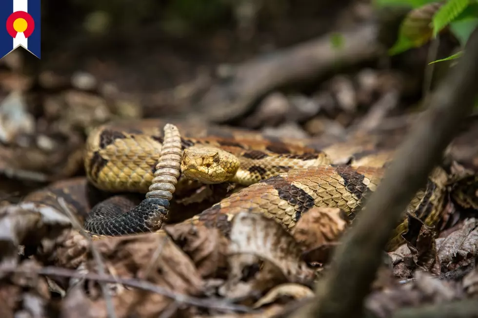 Most rattlesnakes in Colorado
