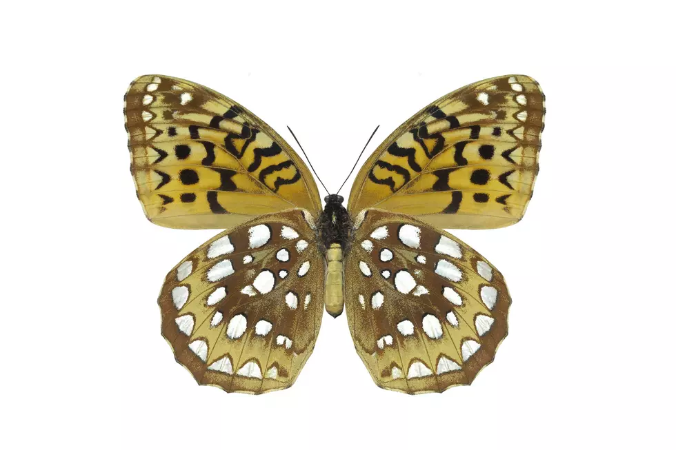 The butterfly