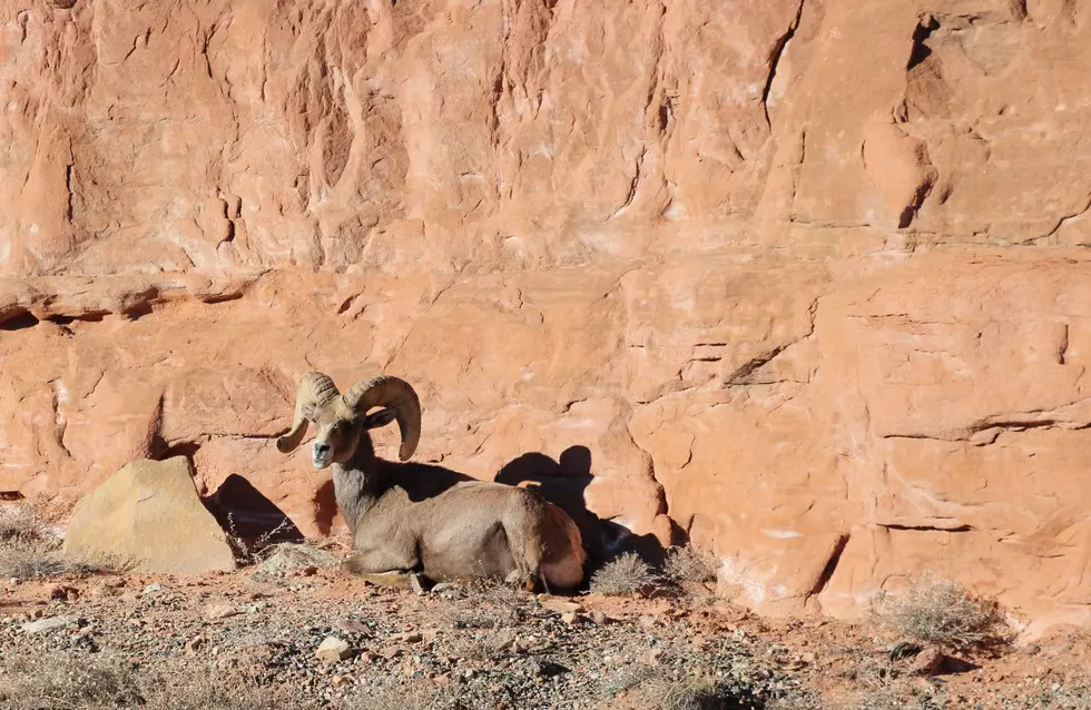 Colorado Big Horn Sheep