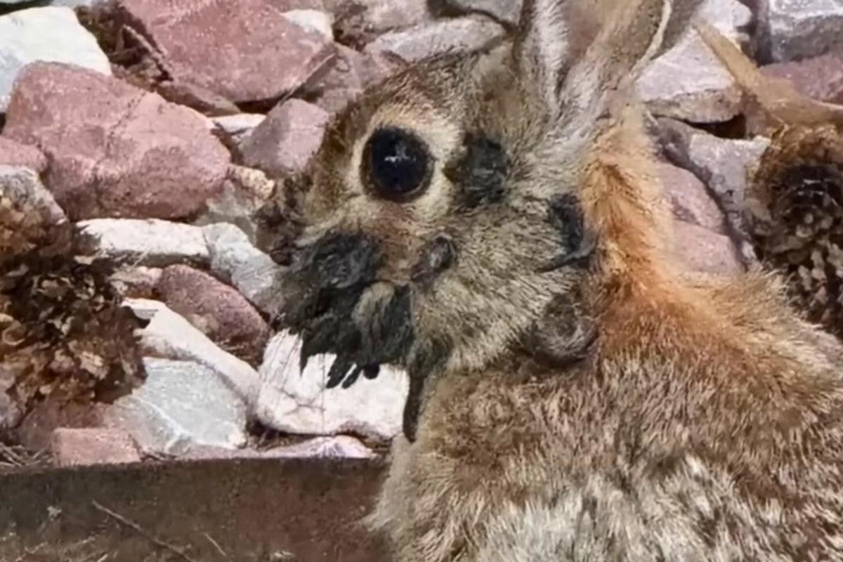 Colorado Palillon Rabbit Why Are Residents Spotting Unusual Rabbits In Colorado?