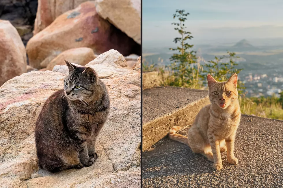Colorado’s most popular dog and cat names revealed