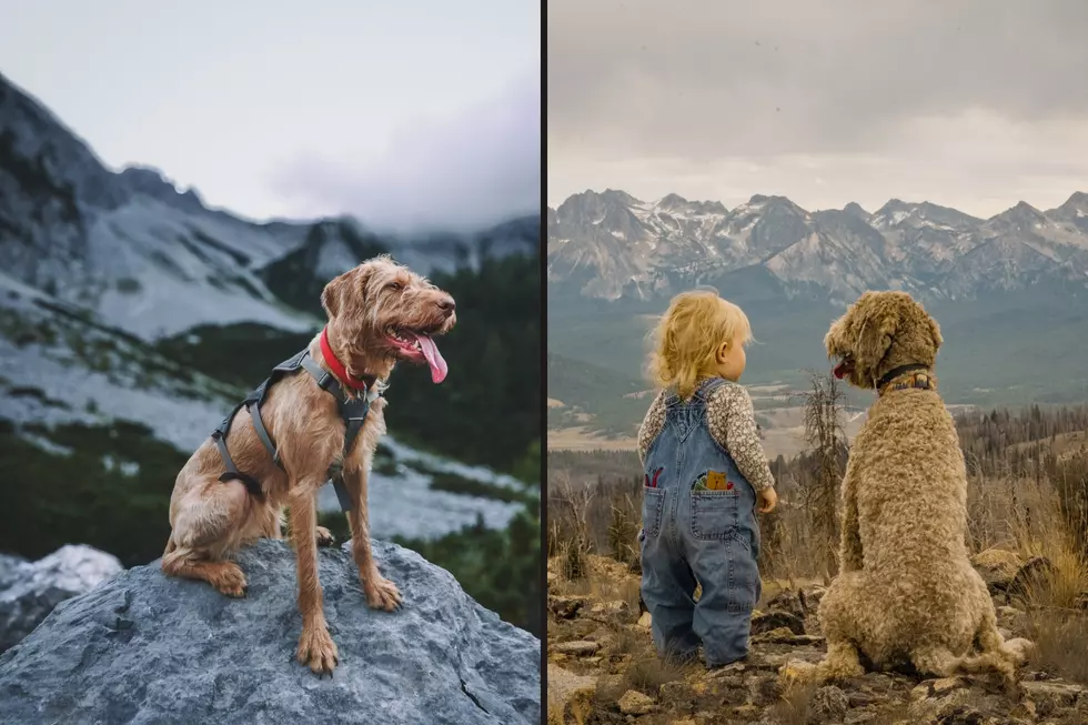 Colorado’s most popular dog and cat names revealed