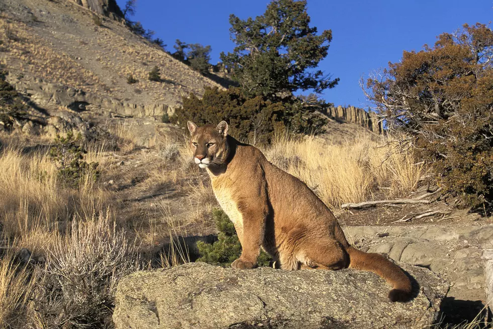 True Mountain Lion Country: Watch It In These Colorado Counties