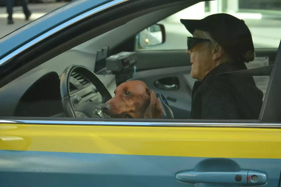 Grand Junction Drivers: The Truth About Dogs Riding Up Front
