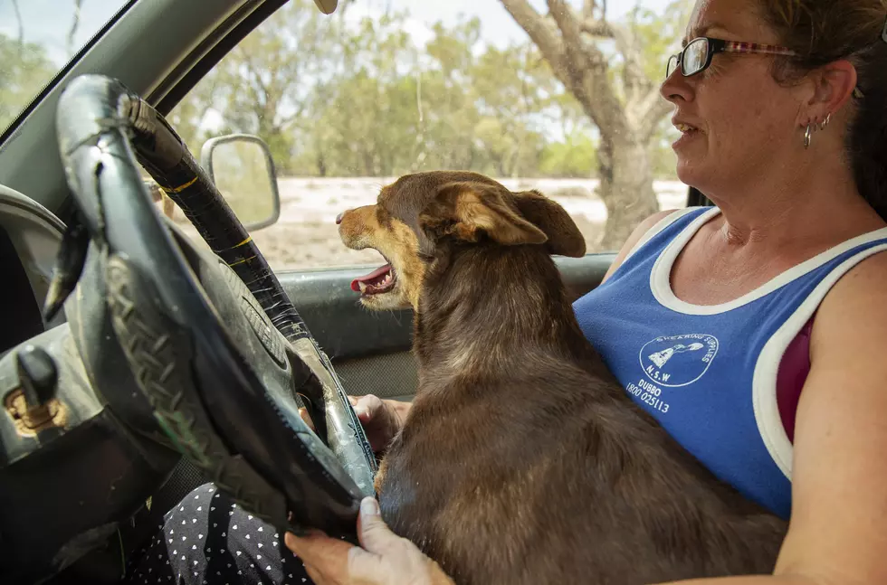 Grand Junction Drivers: The Truth About Dogs Riding Up Front
