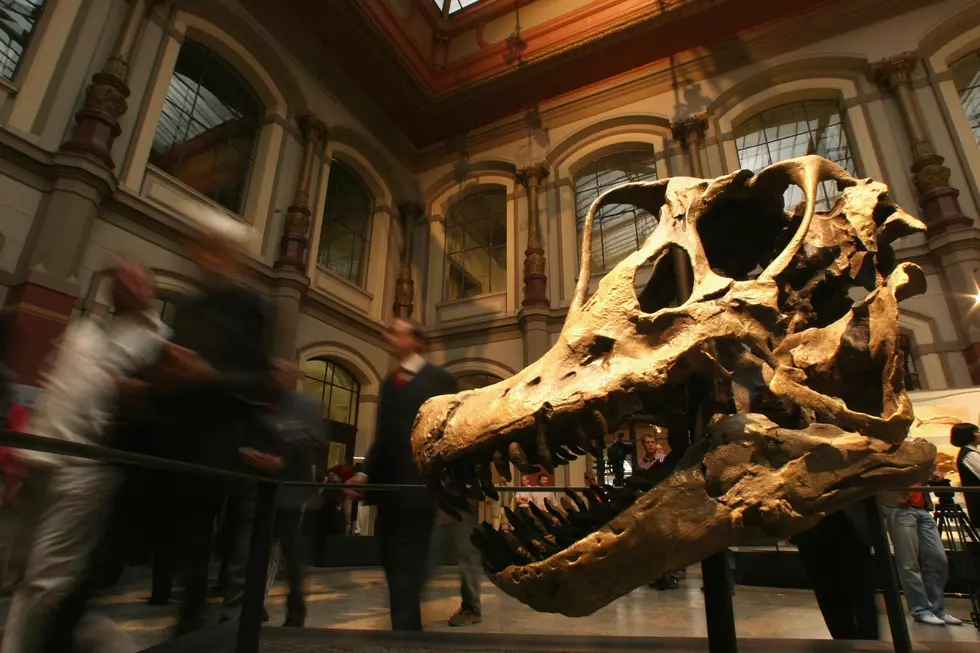 Colorado’s Giant Brachiosaurus Will Make a Big First Impression