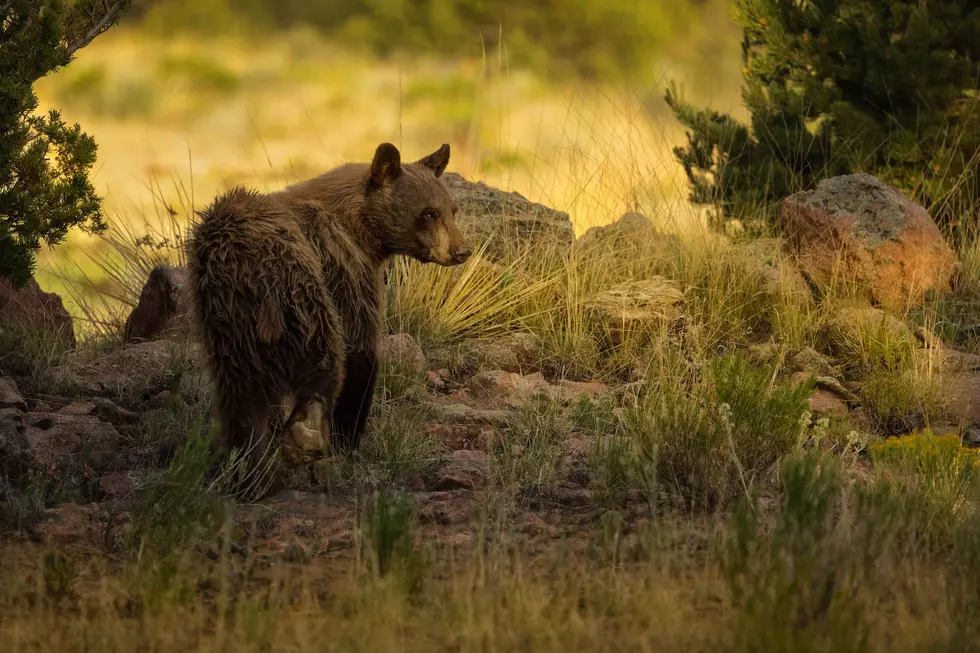 What Is Driving Colorado Bears Closer to People This Fall?