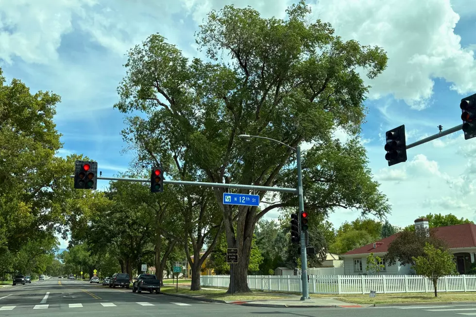 What Grand Junction’s New Tree Rules Mean for Homeowners and Developers