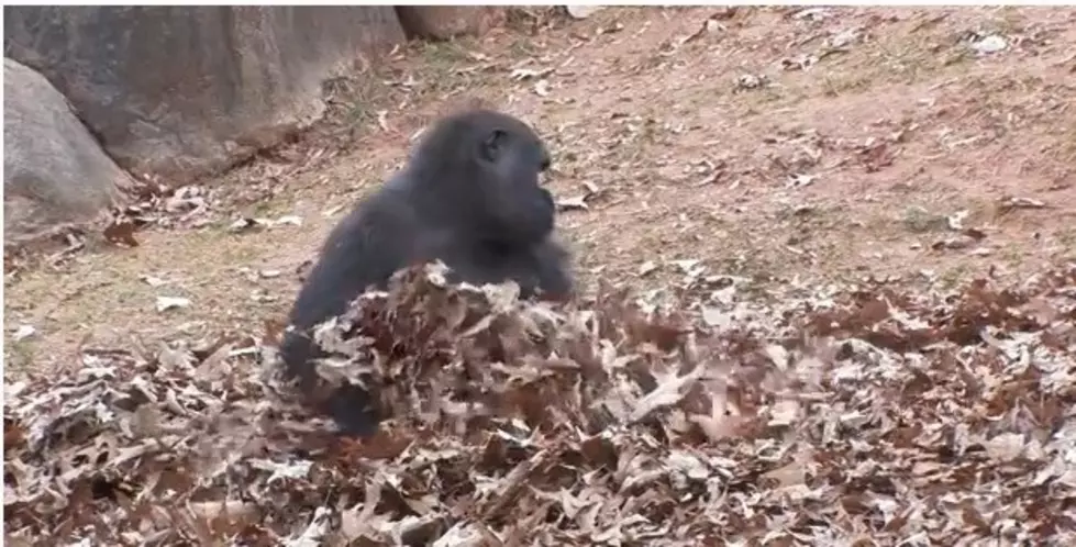 There Can’t Be Anything More Fun Than A Gorilla Playing In the Leaves? [VIDEO]