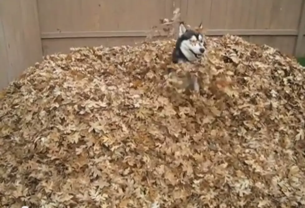 Summer is Gone, But Playful Siberian Husky Has Positive Outlook [VIDEO]