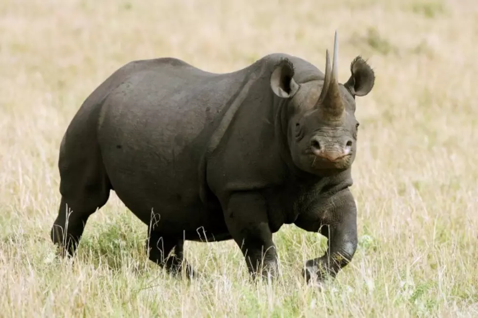 Hunting Endangered Black Rhinos to Help Save the Species