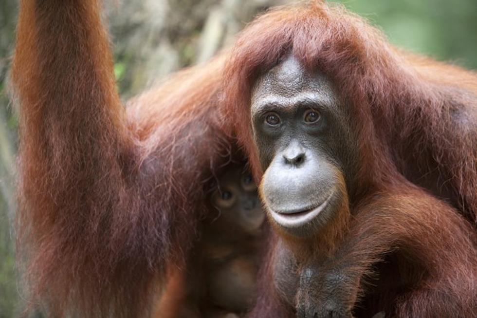 Orangutan and Hound Look Like Long-Lost Best Friends [VIDEO-