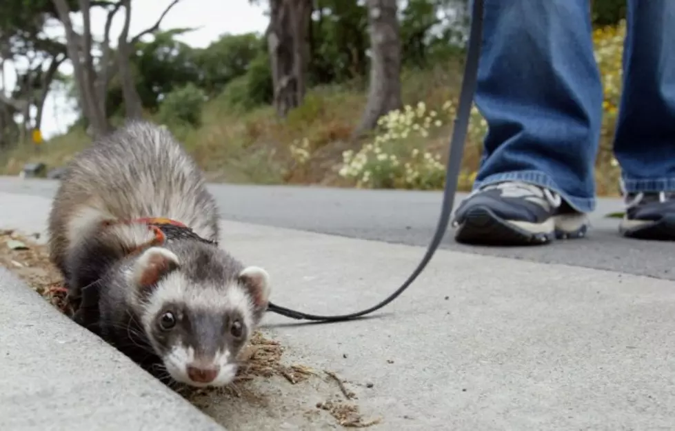 Watch These Ferrets Stealing Some of the Strangest Things [VIDEO]